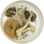 African Cubensis (Panaeolus africanus) | Deadhead Chemist Canada