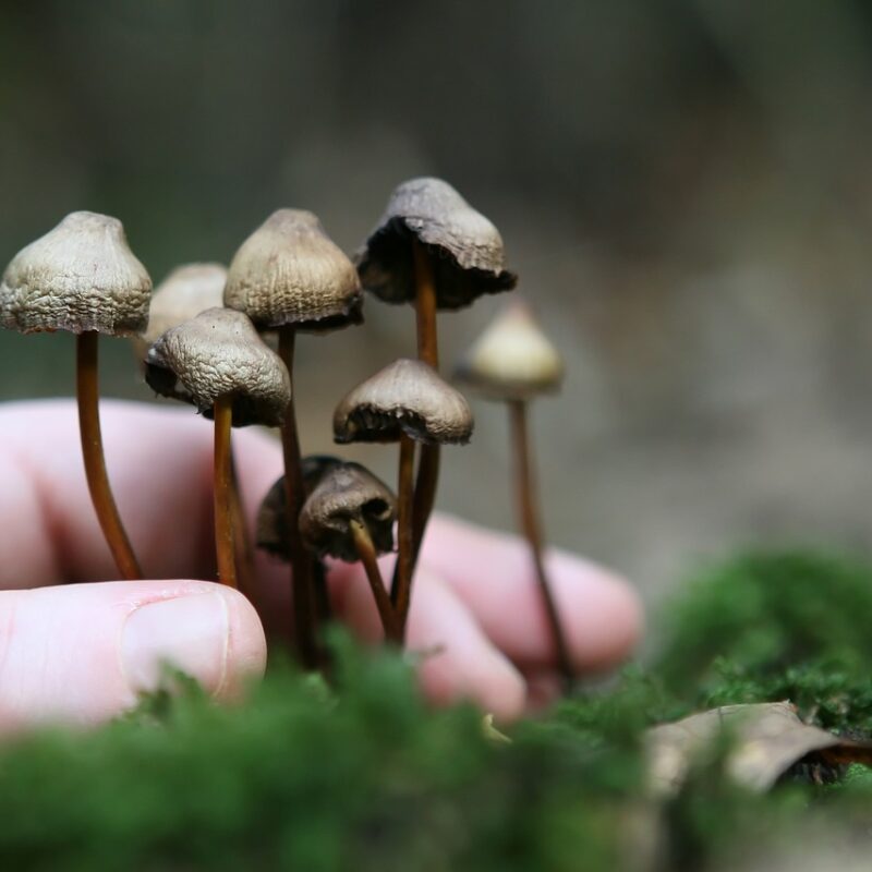 Guide to Magic Mushrooms | Deadhead Chemist Canada