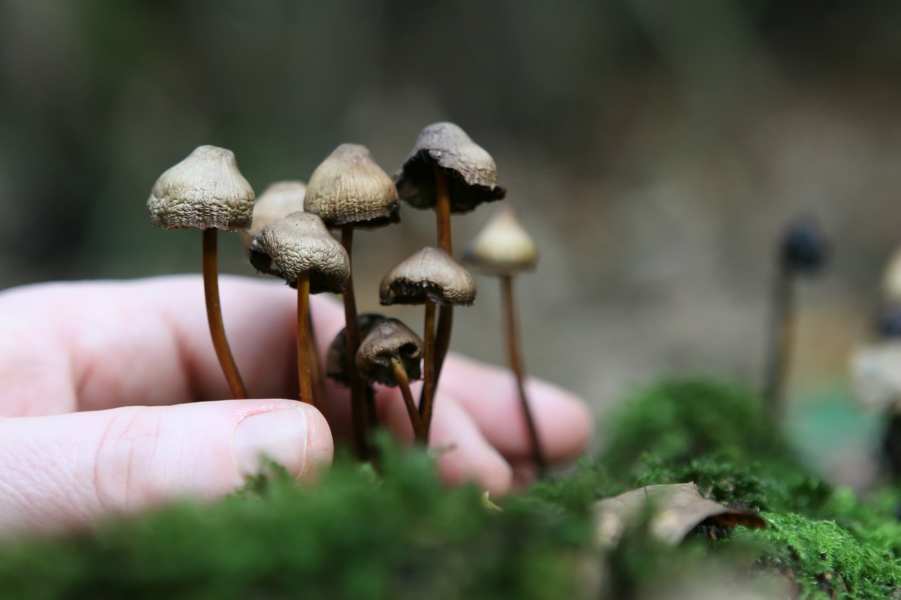 The Magic Mushroom Cultivation: A Look at the Mycelium Stage