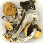 Thai Elephant | Deadhead Chemist Canada