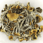 Daddy Long Legs | Deadhead Chemist Canada