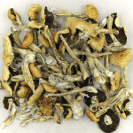 Puerto Rican | Deadhead Chemist Canada