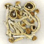 Texas Yellow Cap | Deadhead Chemist Canada