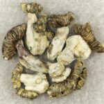 White Burma | Deadhead Chemist Canada