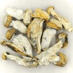 Melmac | Deadhead Chemist Canada