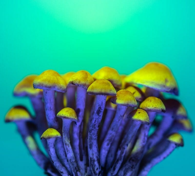 LSD Edibles | Deadhead Chemist Canada