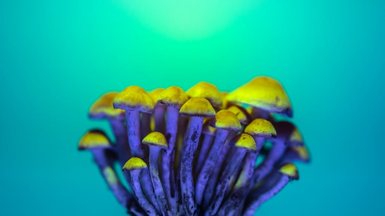 Chemistry of Psychedelics: The Potential of LSD-Based Edibles