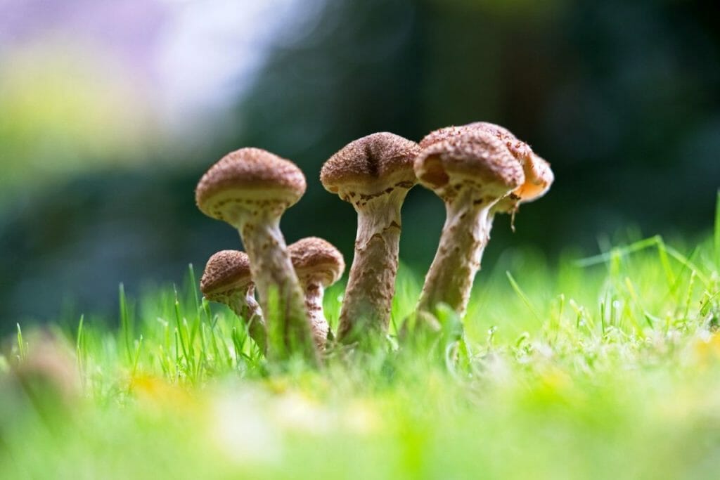 The Benefits of Choosing a Mushroom Dispensary Mushroom Dispensary