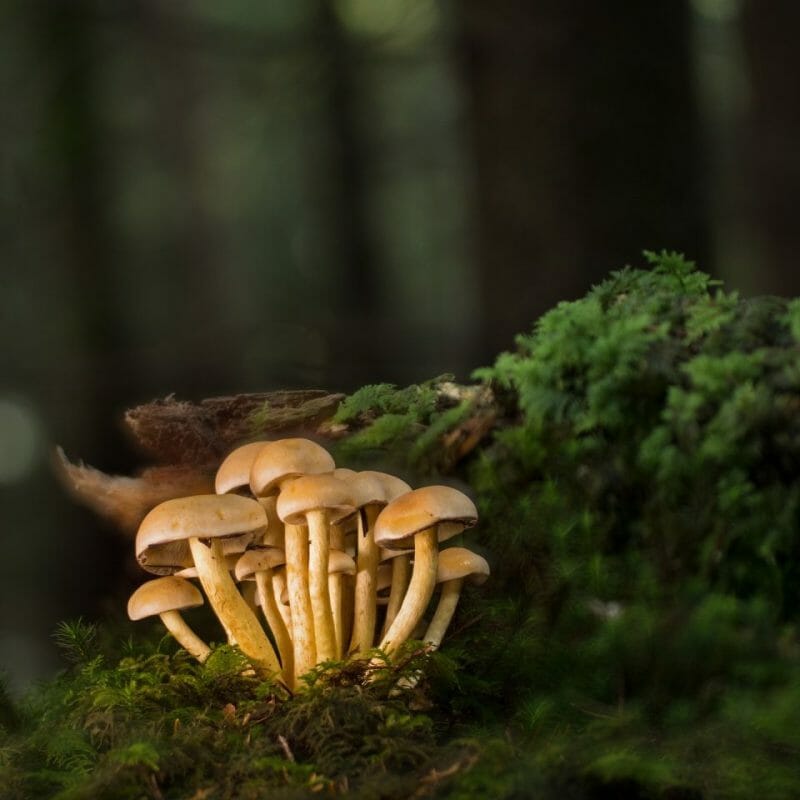 Strongest Mushroom Strains | Deadhead Chemist Canada