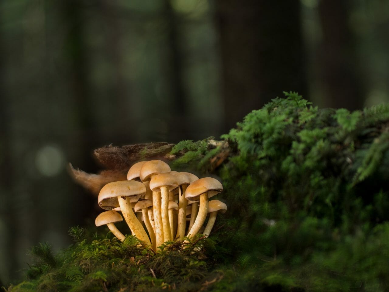 The Most Potent Magic Mushrooms Ranked in Descending Order