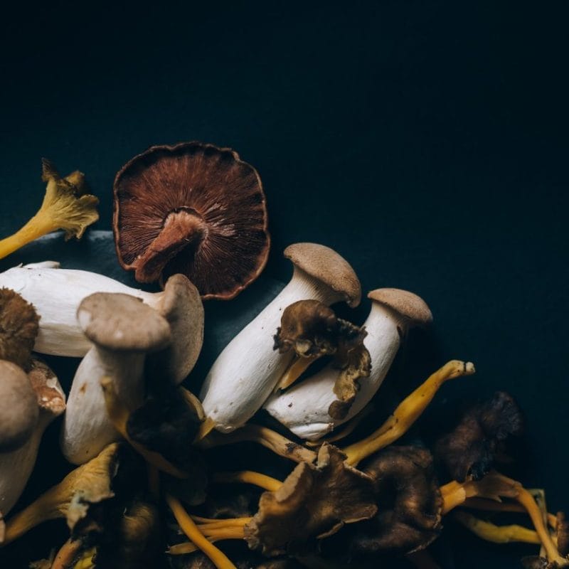 Dried Shrooms | Deadhead Chemist Canada