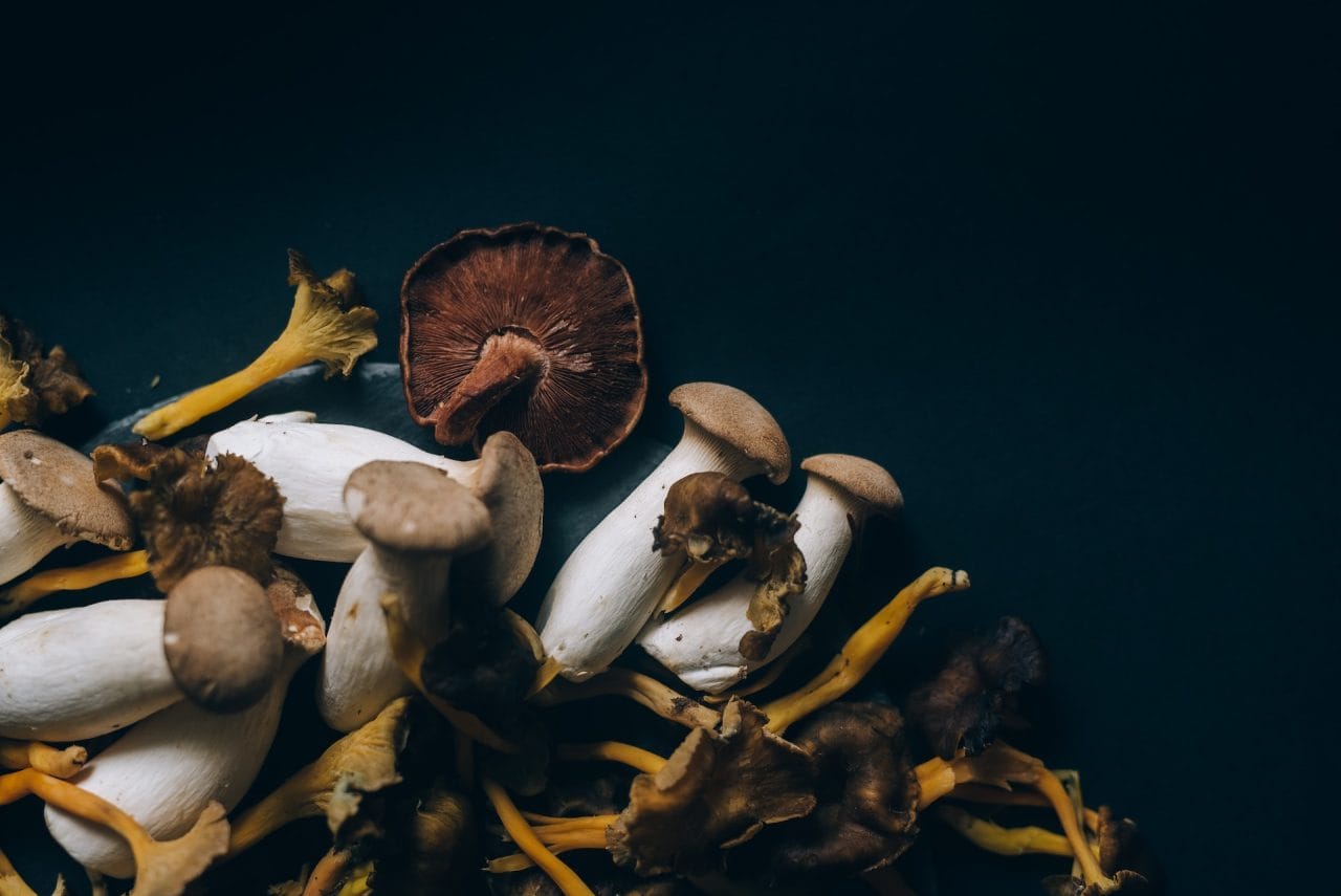 Studies Indicate That Dehydrated Psychedelic Mushrooms Trigger a ‘Lucid Dream’ Experience