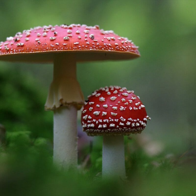 Magic Mushrooms Canada | Deadhead Chemist Canada