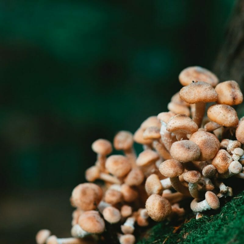Mushroom Dispensary - Zoomies | Deadhead Chemist Canada