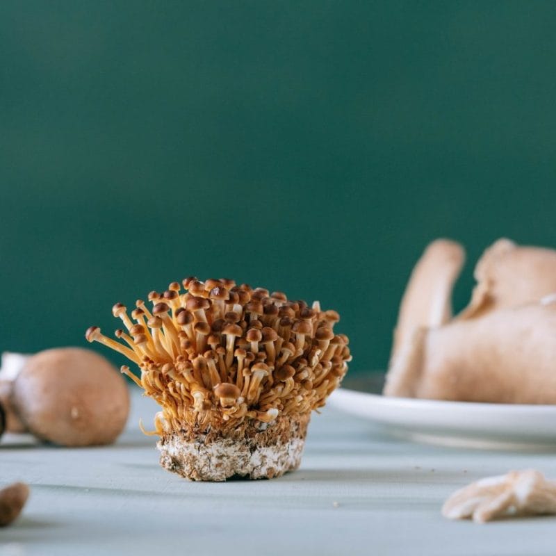 Buy Magic Mushroom | Deadhead Chemist Canada
