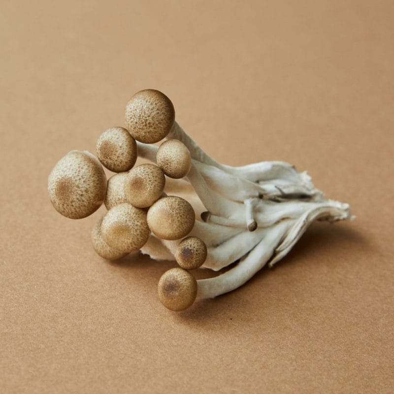 strongest mushroom strain | Deadhead Chemist Canada