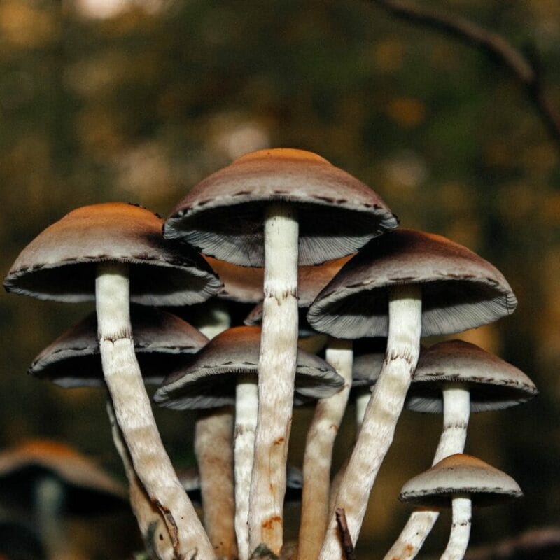 Microdose Mushrooms | Deadhead Chemist Canada