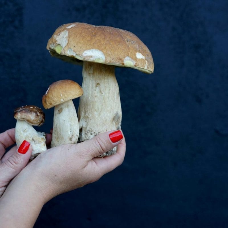 Shrooms Online | Deadhead Chemist Canada