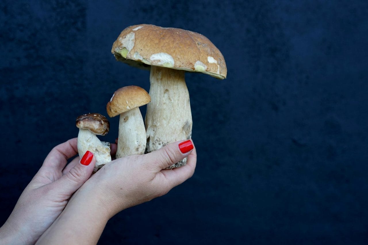 Five Exceptional Mushrooms to Try in Your Local Area