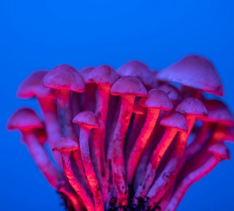 Shrooms Delivery in Canada | Deadhead Chemist Canada