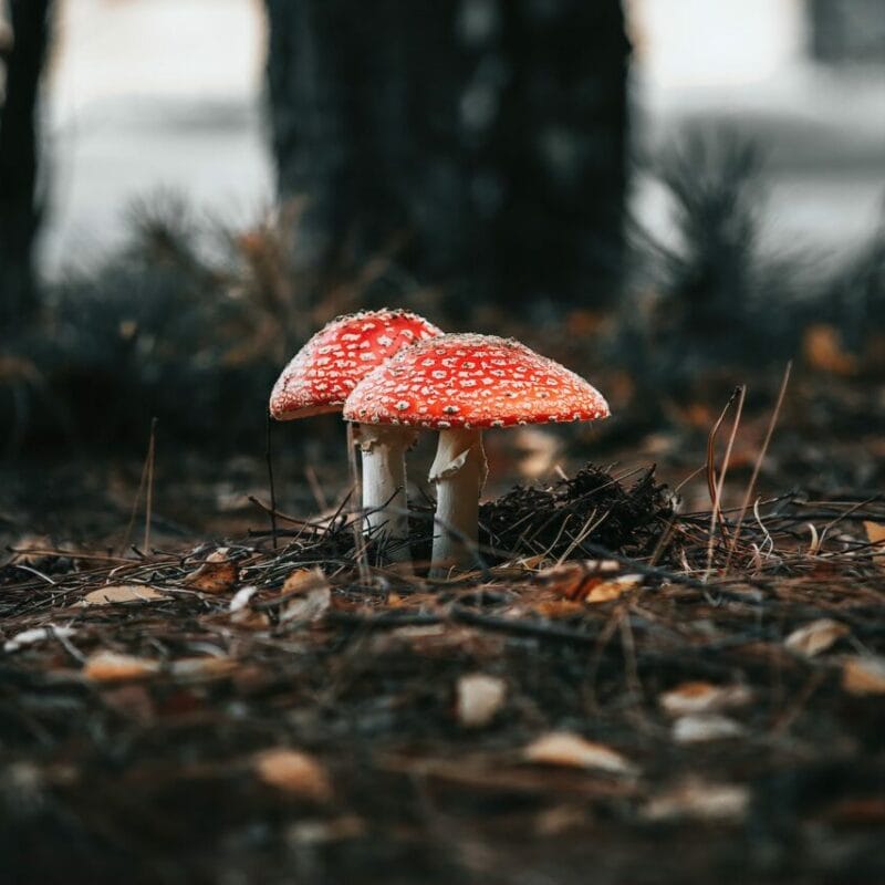Shroom online delivery at Zoomies Canada | Deadhead Chemist Canada