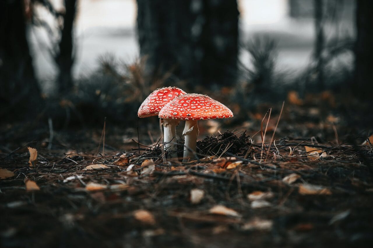 The Psilocybin Revolution: Manufacturing, Investigation, and Future Direction