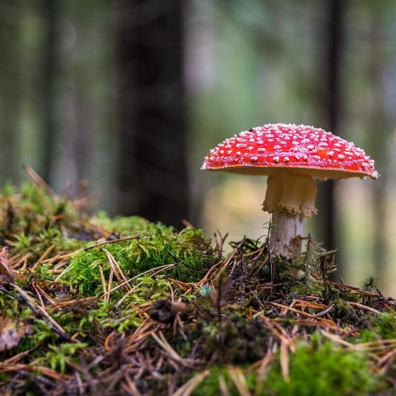 Shrooms Online in Canada | Deadhead Chemist Canada