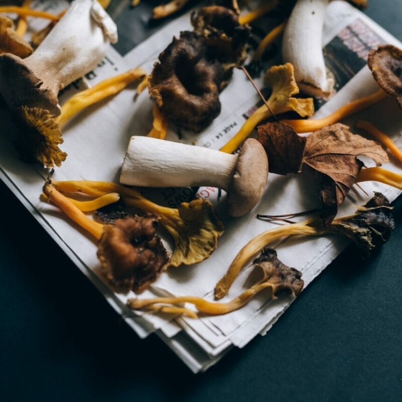 Mushroom chocolate at Zoomies Canada | Deadhead Chemist Canada
