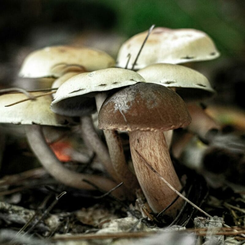 psilocybin mushroom | Deadhead Chemist Canada