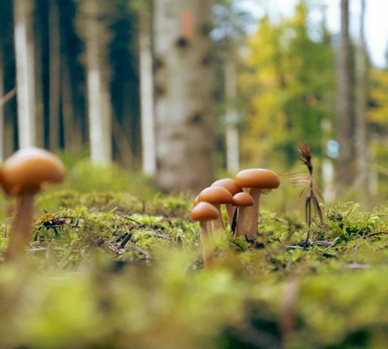 Magic Mushroom Dispensary | Deadhead Chemist Canada