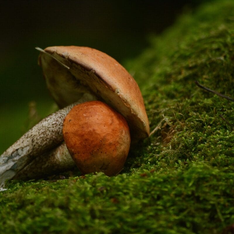 Mushroom Dispensary Vancouver | Deadhead Chemist Canada
