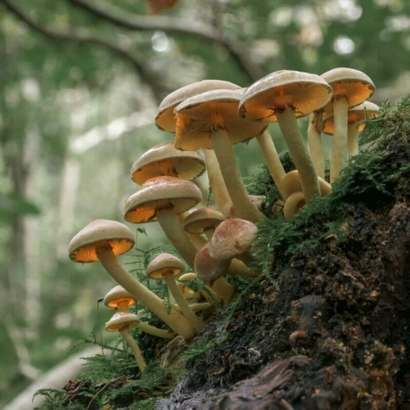 Shrooms online | Deadhead Chemist Canada