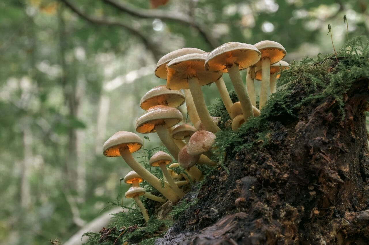 Magic Mushrooms’ Psilocybin Enhances Sexual Performance and Gratification