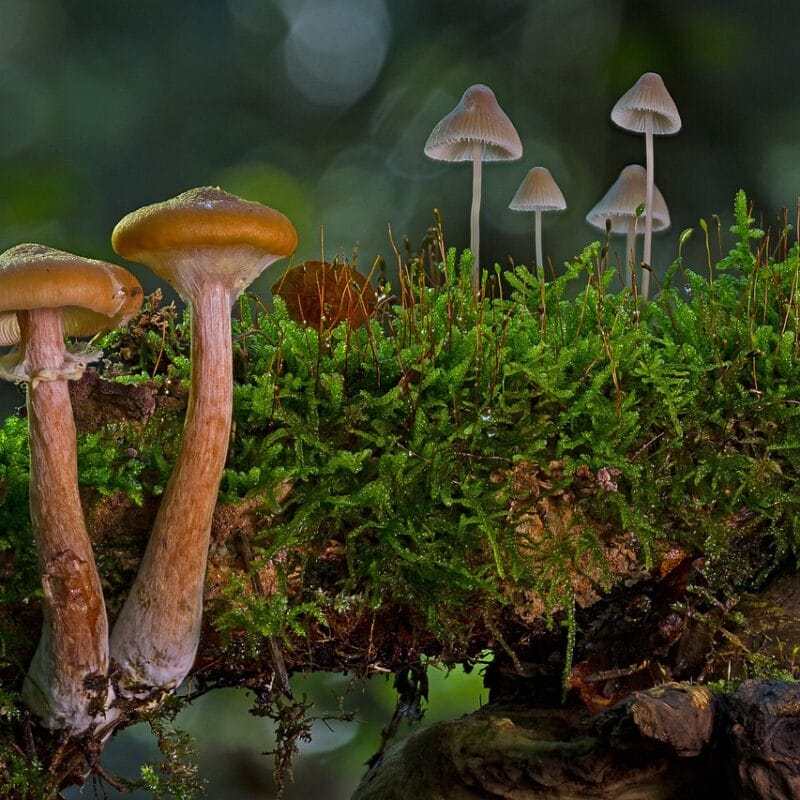 magic mushroom in Canada | Deadhead Chemist Canada
