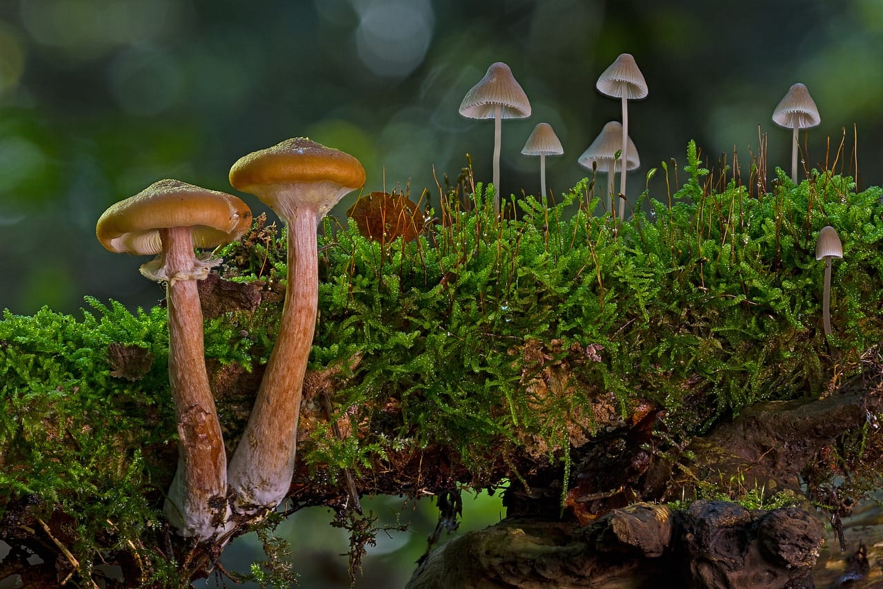 The Majority of Canadians, 80%, Back the Use of Psychedelic Mushrooms for Alleviating Existential Anxiety