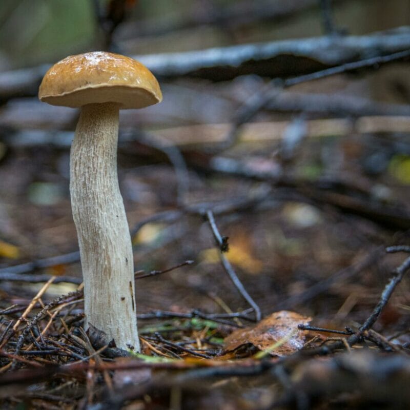 Shrooms online | Deadhead Chemist Canada