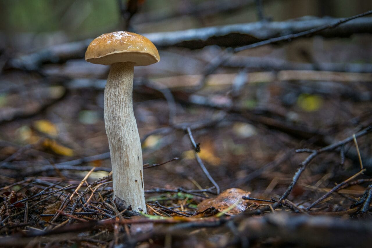 Recent Studies on Psychedelic Mushrooms Indicate that Prolonged Brain Interruptions Could Benefit Mental Health