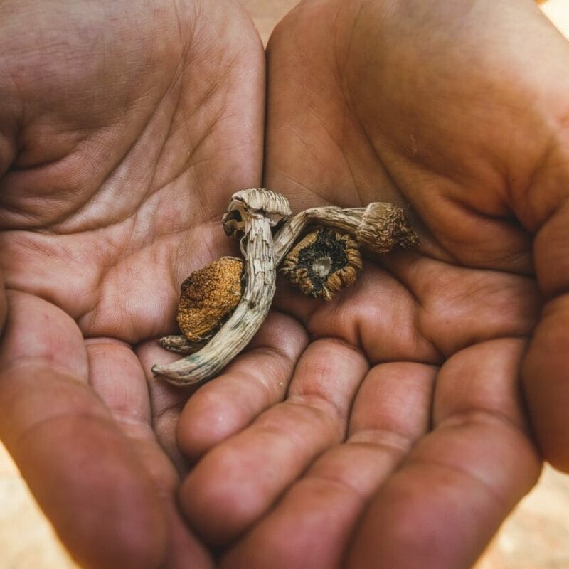 dried shrooms | Deadhead Chemist Canada