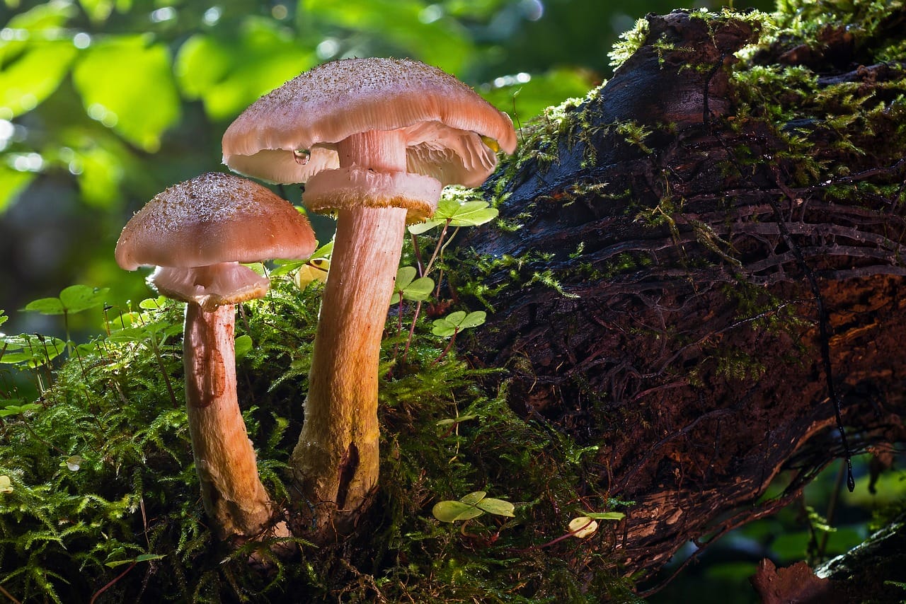 Magic Mushrooms’ Psychedelic Properties: Did They Contribute to Our Evolution as a Species?