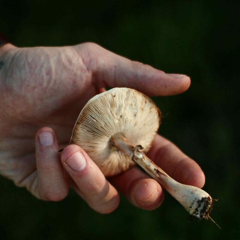 Shrooms | Deadhead Chemist Canada