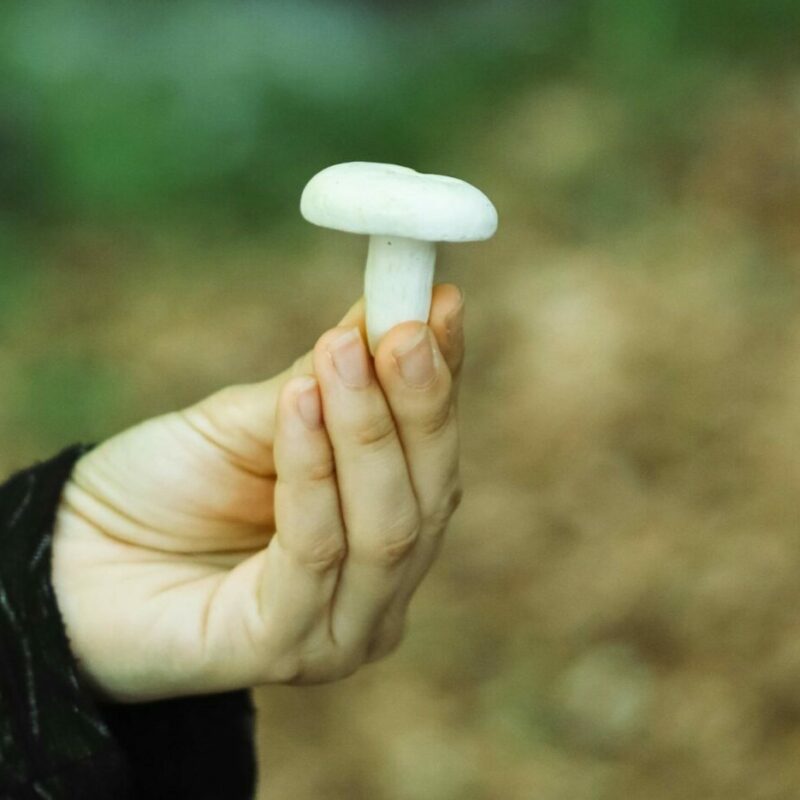 shrooms online in Canada | Deadhead Chemist Canada