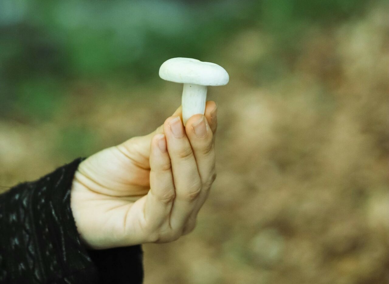 Dive into Five Mushroom Categories Tailor-Made for Every Psychedelic Aficionado