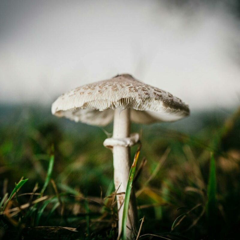 White Monster | Deadhead Chemist Canada