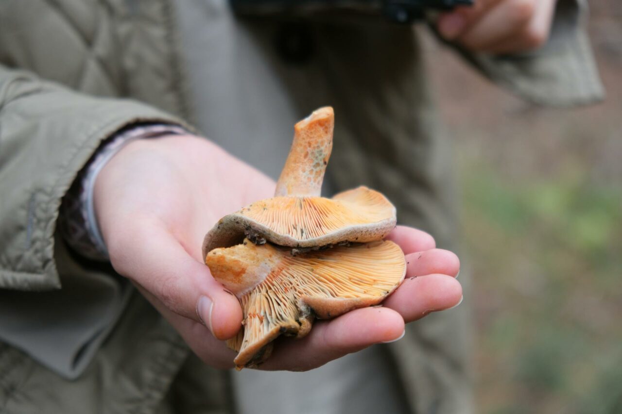 The Reasons I Will Always Include Apex Strain Mushroom in My Self-Care Routine