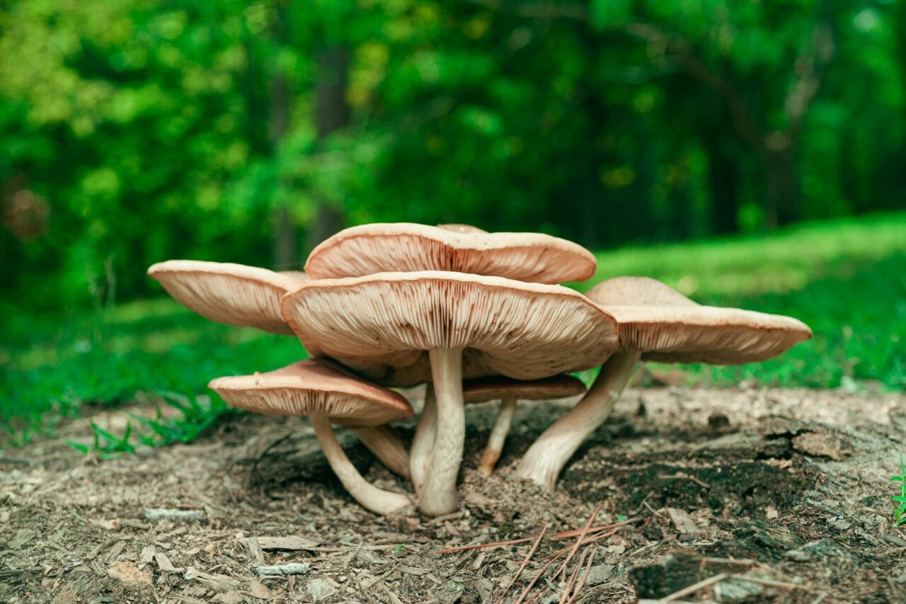 Experienced the Big Daddy Mushroom during a Hike— Absolutely Recommend, 10/10 Experience