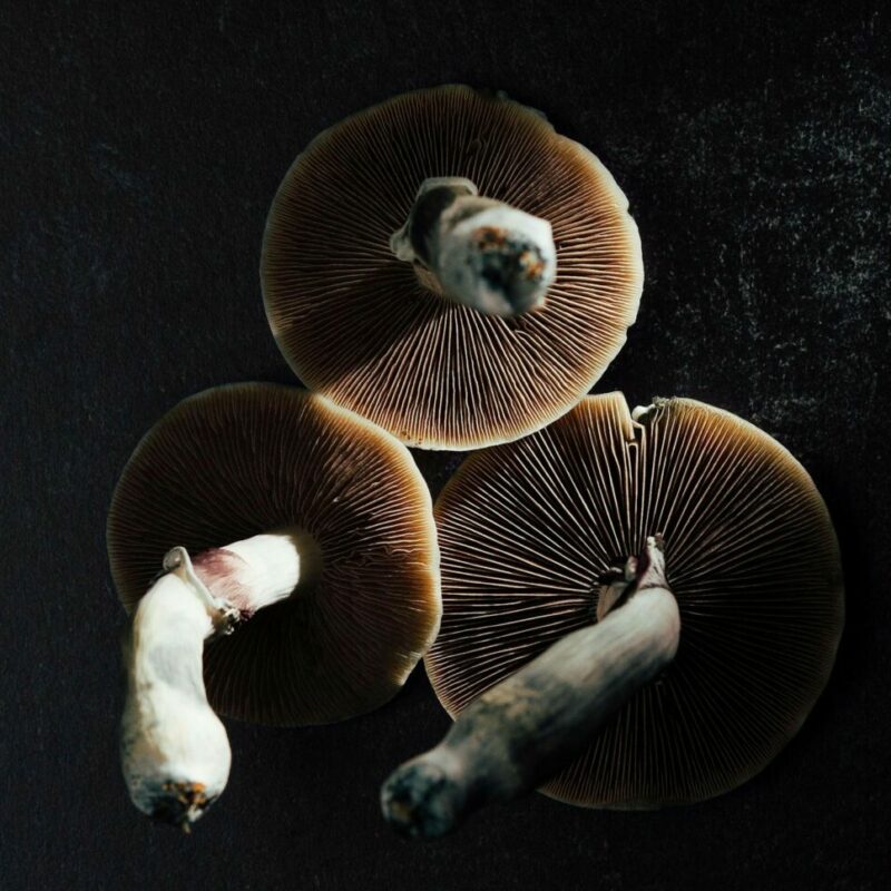 Magic Mushroom Canada | Deadhead Chemist Canada