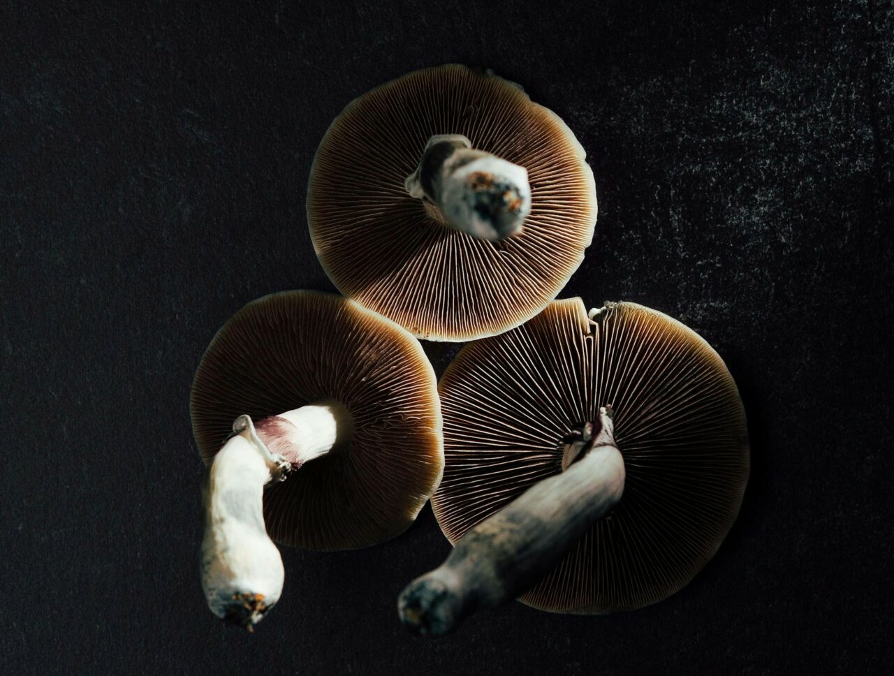 Canada’s Magic Mushroom – Specialists Discuss Why Naturally Occurring Psilocybin Has a Stronger Impact Than Its Laboratory-Produced Equivalent