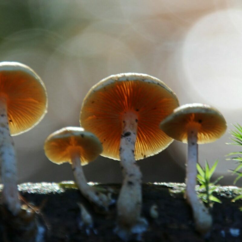 Magic Mushroom Delivery | Deadhead Chemist Canada