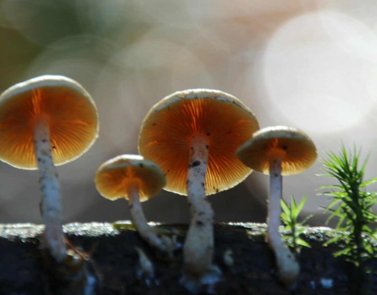 How the Delivery of Magic Mushrooms Altered My Tripping Experience (for the Better)