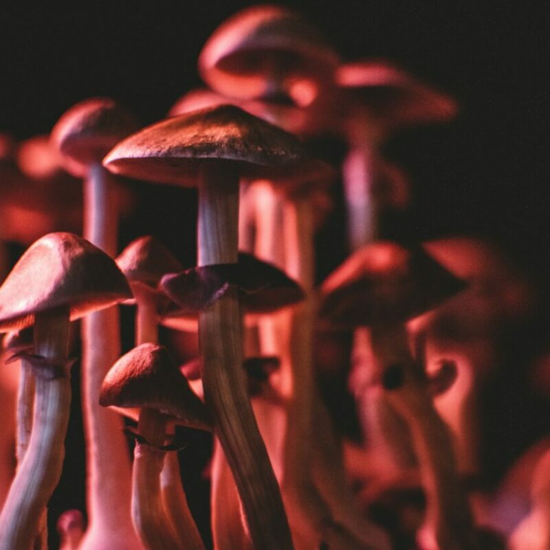 Shrooms Canada | Deadhead Chemist Canada